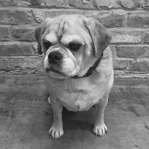 Fred the Puggle, Chief Barketing Officer